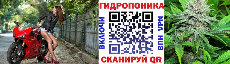 Конопля планчик  Правдинск 
